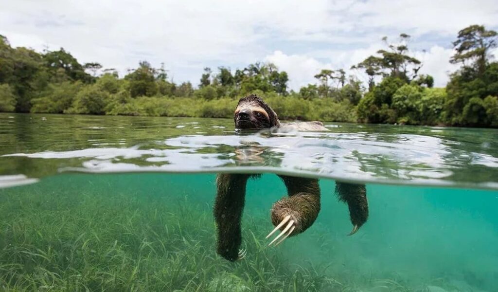 Sloth swimming in clear water