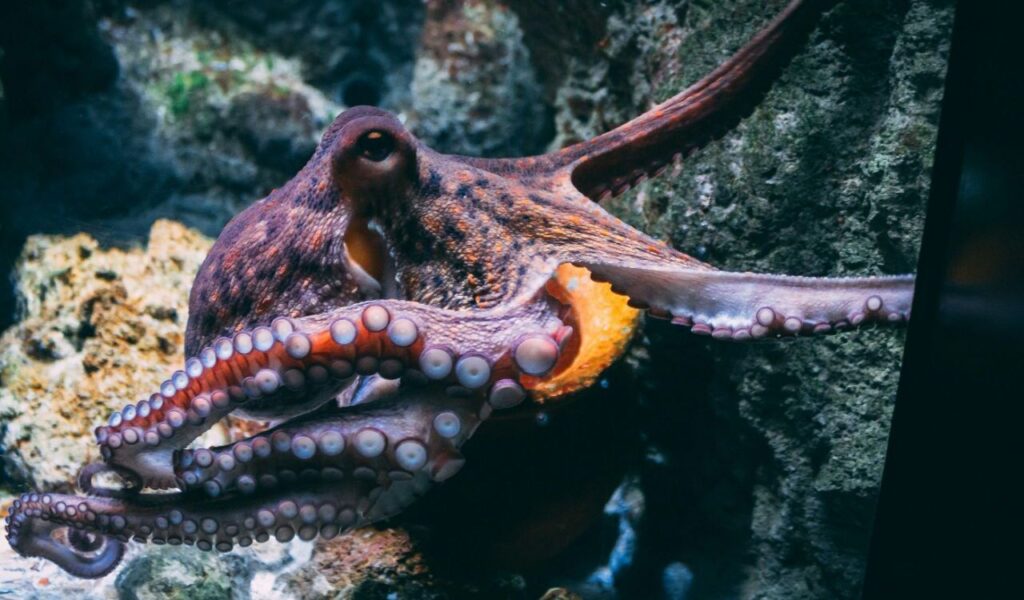 Octopus with curled arms attached to a rock wall