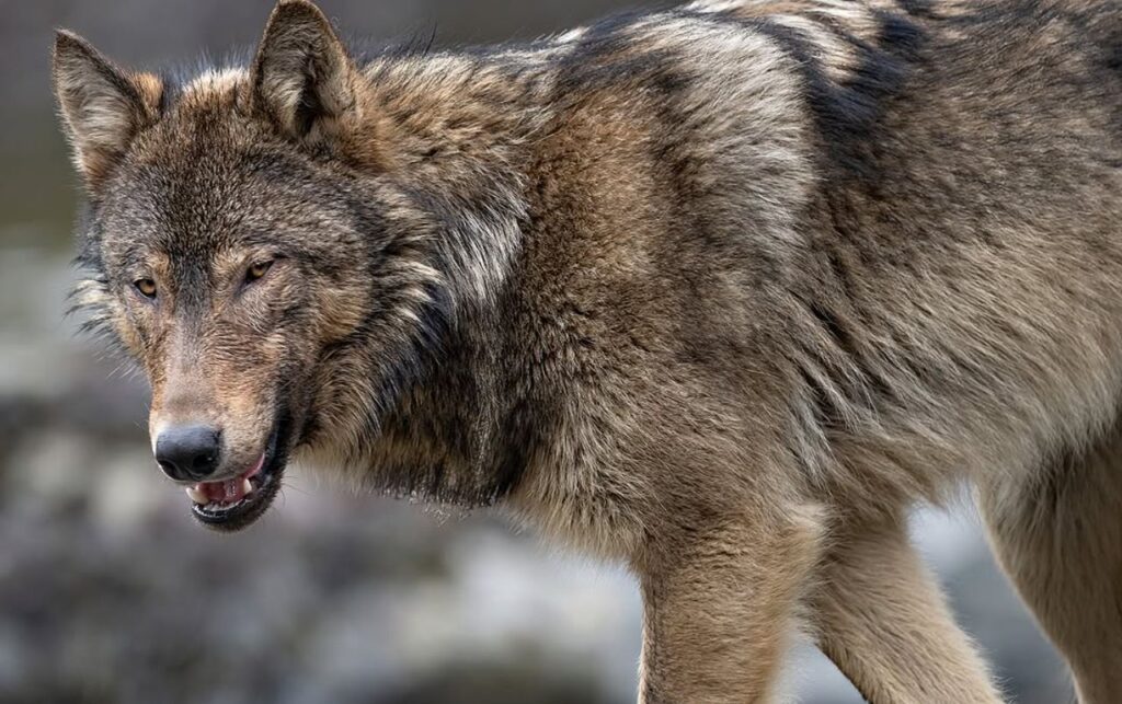 Vancouver Island wolf with thick fur gazing alertly to the side.