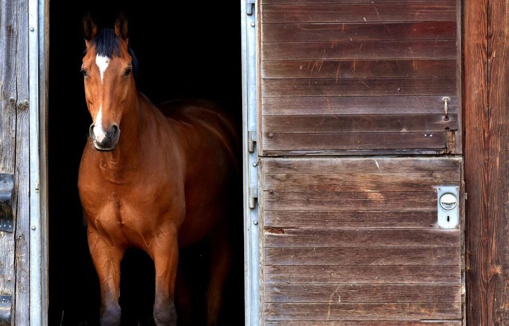 A brown horse standing inside a wooden stable doorway, looking directly out with ears perked forward.