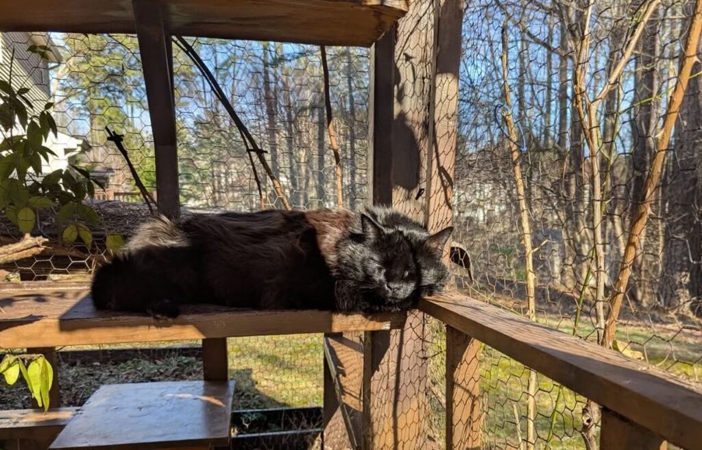 Cat Sunbathing in a cat tree inside a catio.