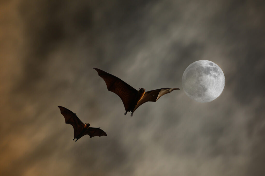 Bats Are Nocturnal and Need Darkness