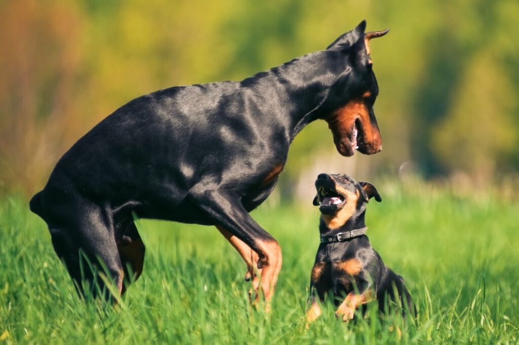 Dog intelligence varies by breed