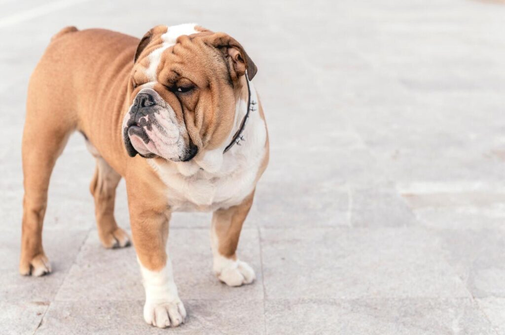 English Bulldog