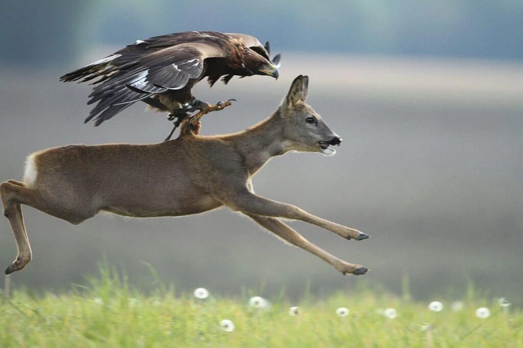 Golden Eagle