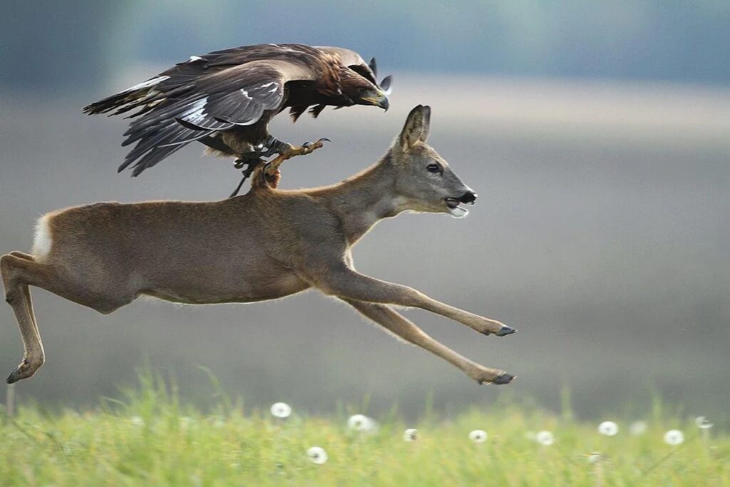 Golden Eagle