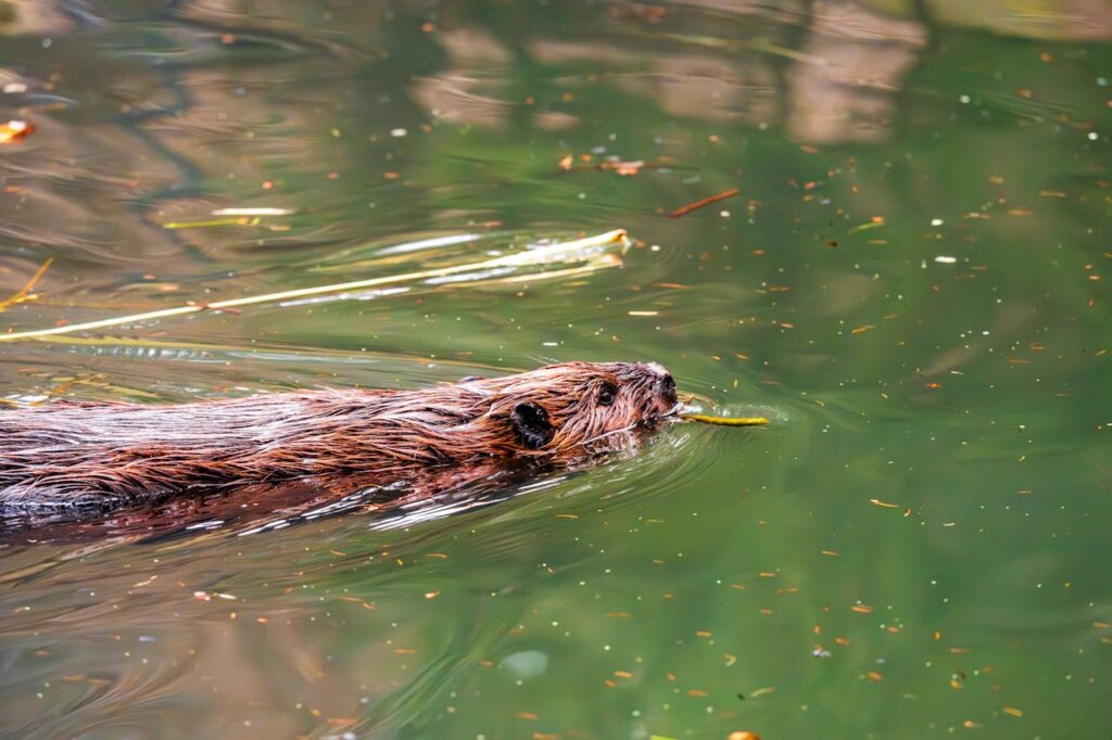 beaver swimming 