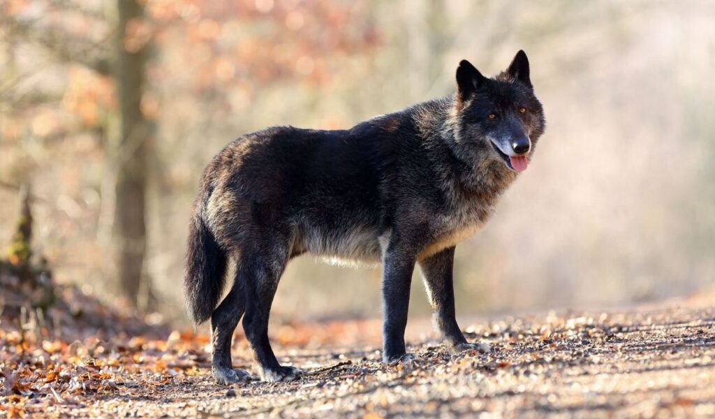 Black Northwestern Wolf standing on a forest path with tongue out.