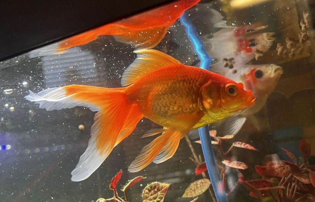 Bright orange goldfish in a tank.