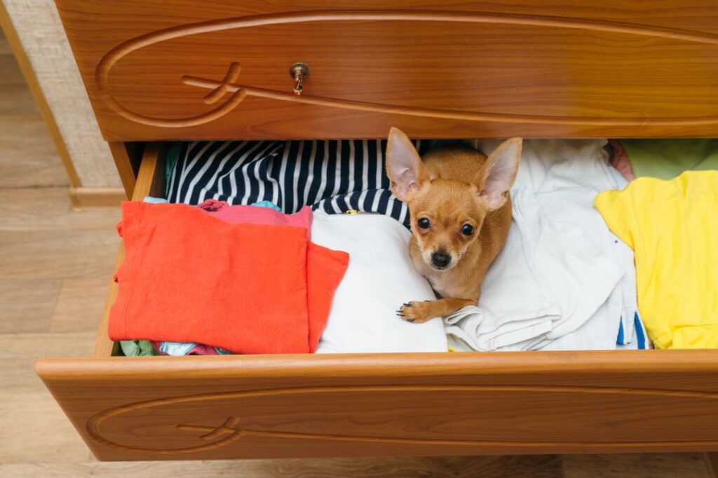 Dog hide and seek