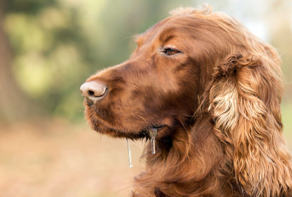 Dog Excessive Panting or Drooling