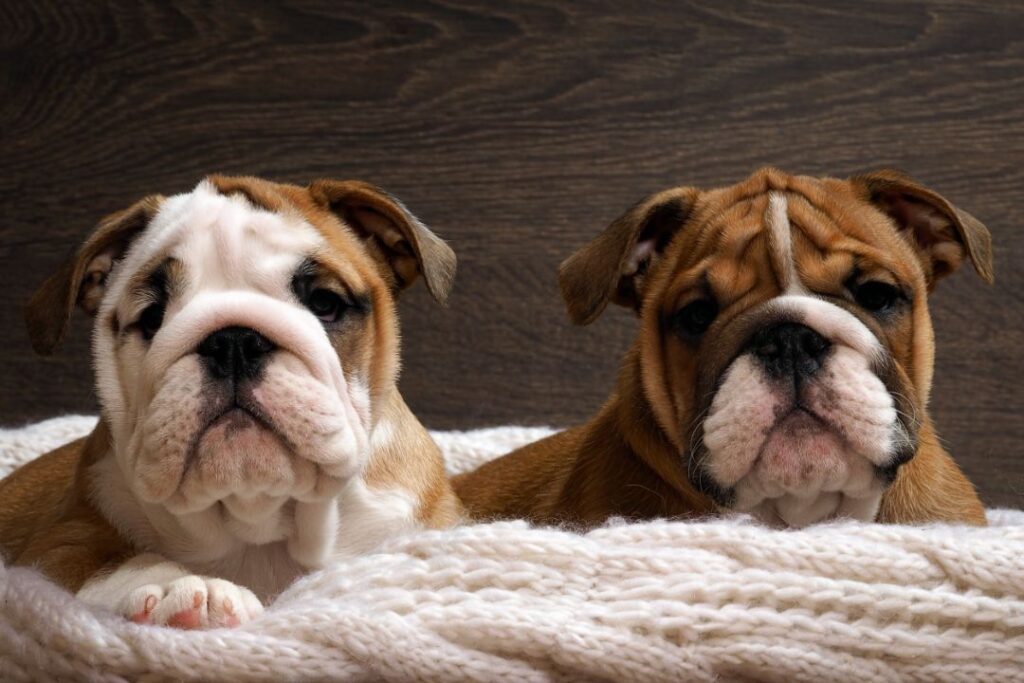 English Bulldog inbreeding