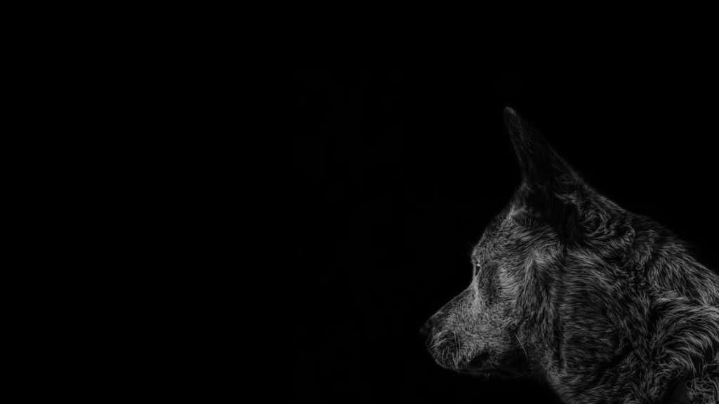 wolf