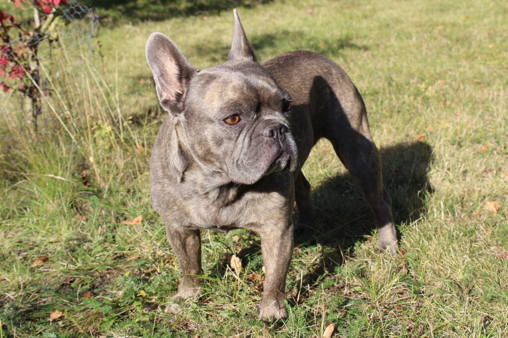 french bulldog