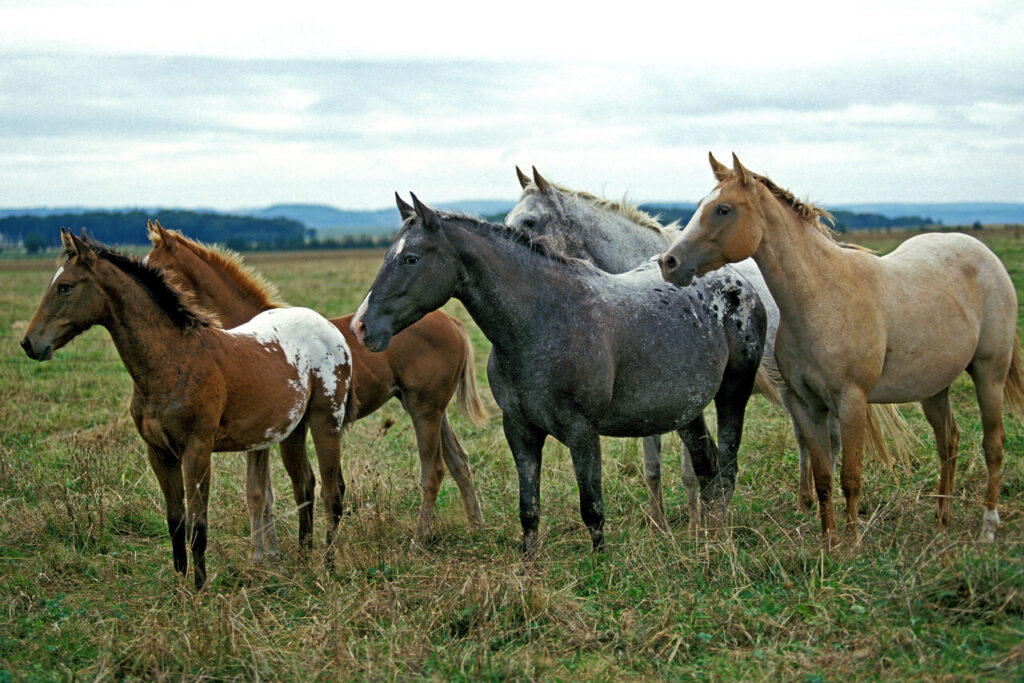 American Saddlebred 