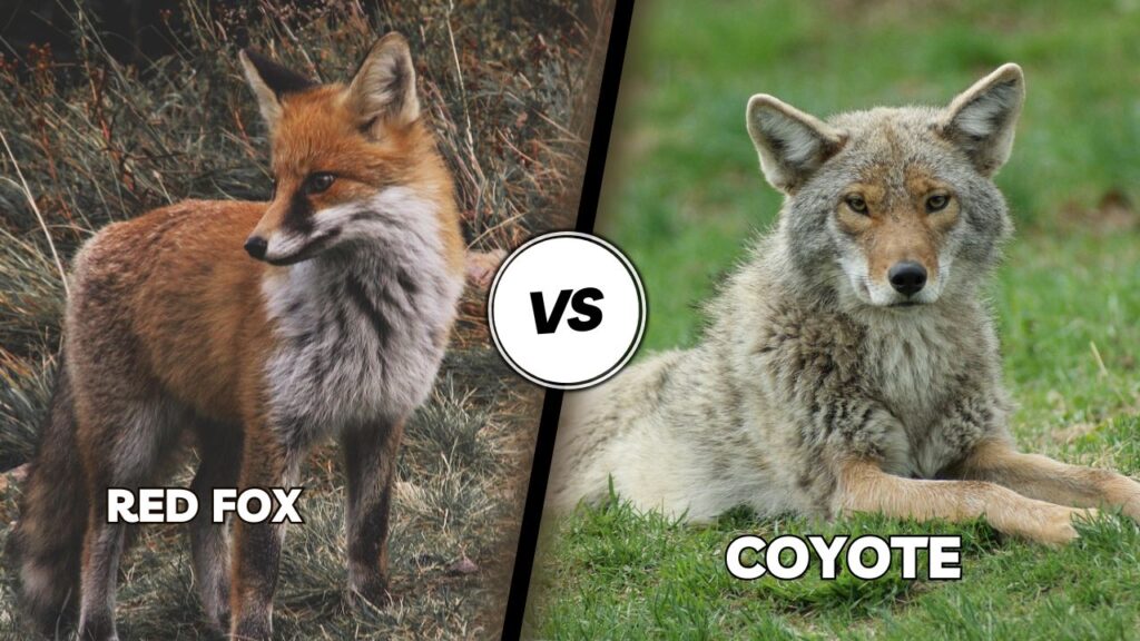 red fox vs coyote
