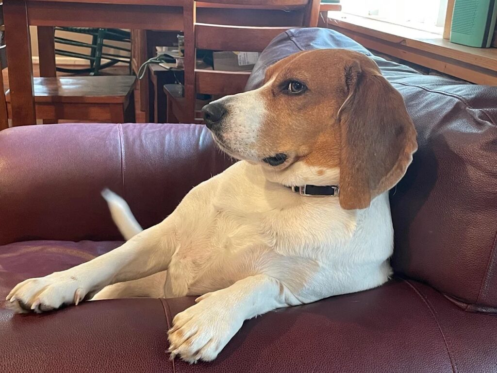 Beagle Stubborn