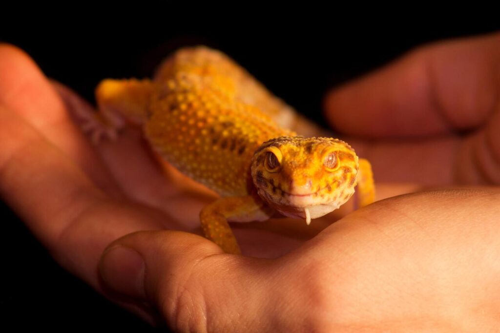 15 Things No One Tells You About Owning a Gecko