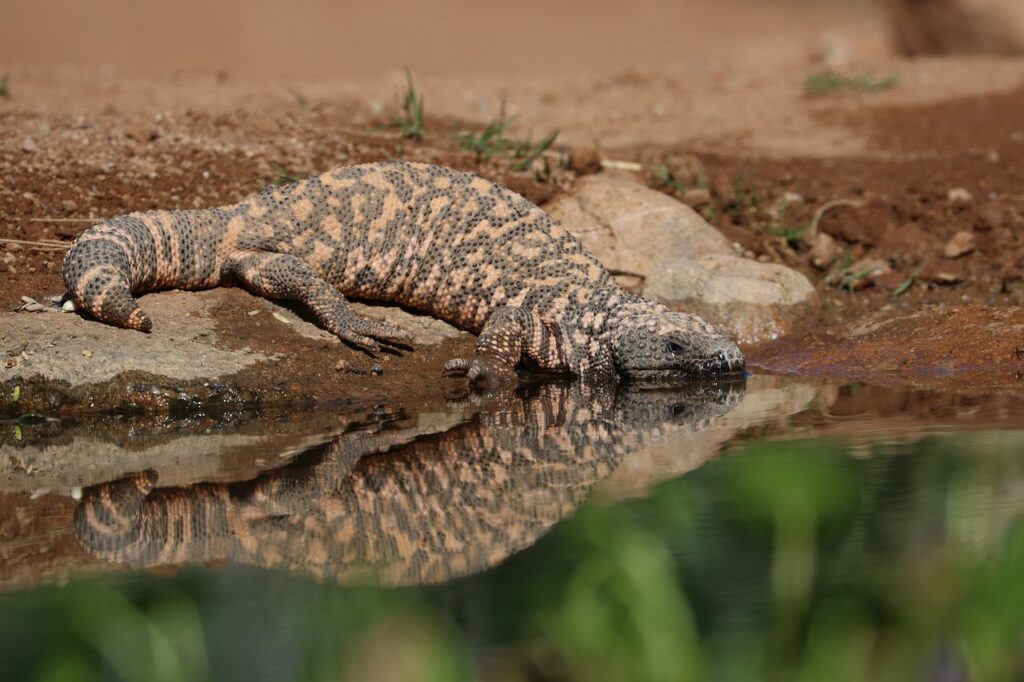gila monster