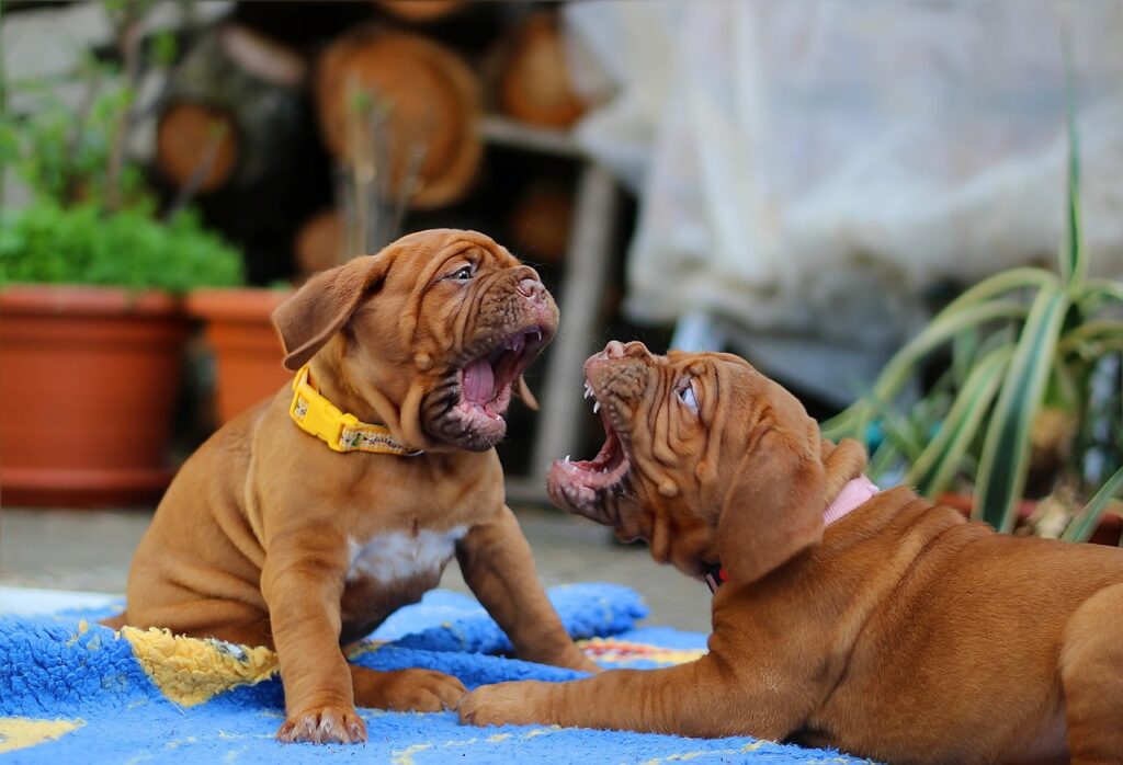 Two pups fighting