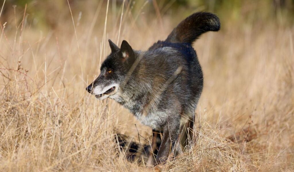 Dark-coated Northwestern Wolf walking through dry grass.