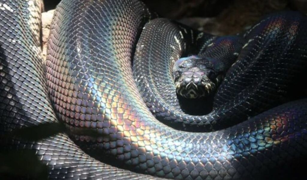 Iridescent Boelen’s Python coiled in a shaded area.