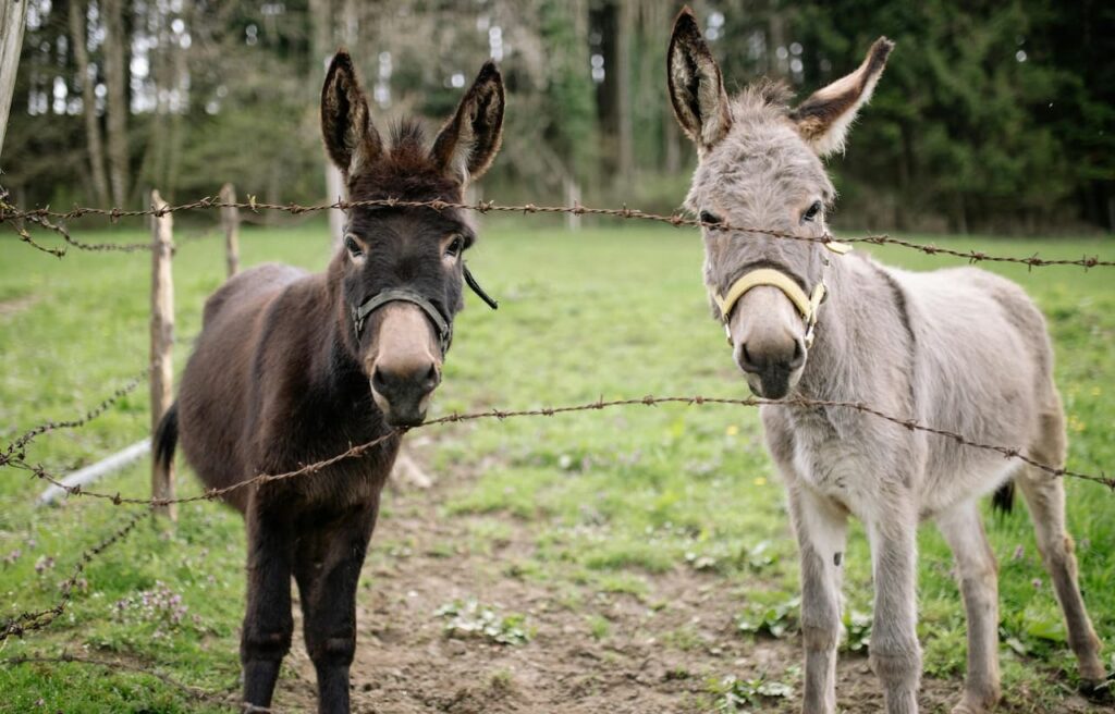 Two donkeys behind barbed wire
