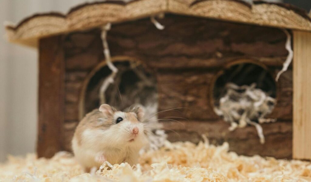 Hamster standing near a wooden log-style house on bedding.