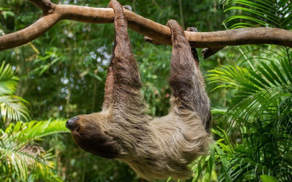 Sloth hanging upside down on branch