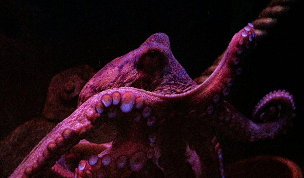 Close-up of octopus with curled arms in dim lighting.