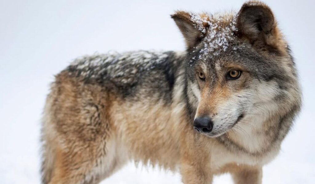 Mexican gray wolf standing alert in snow with flakes on its head.
