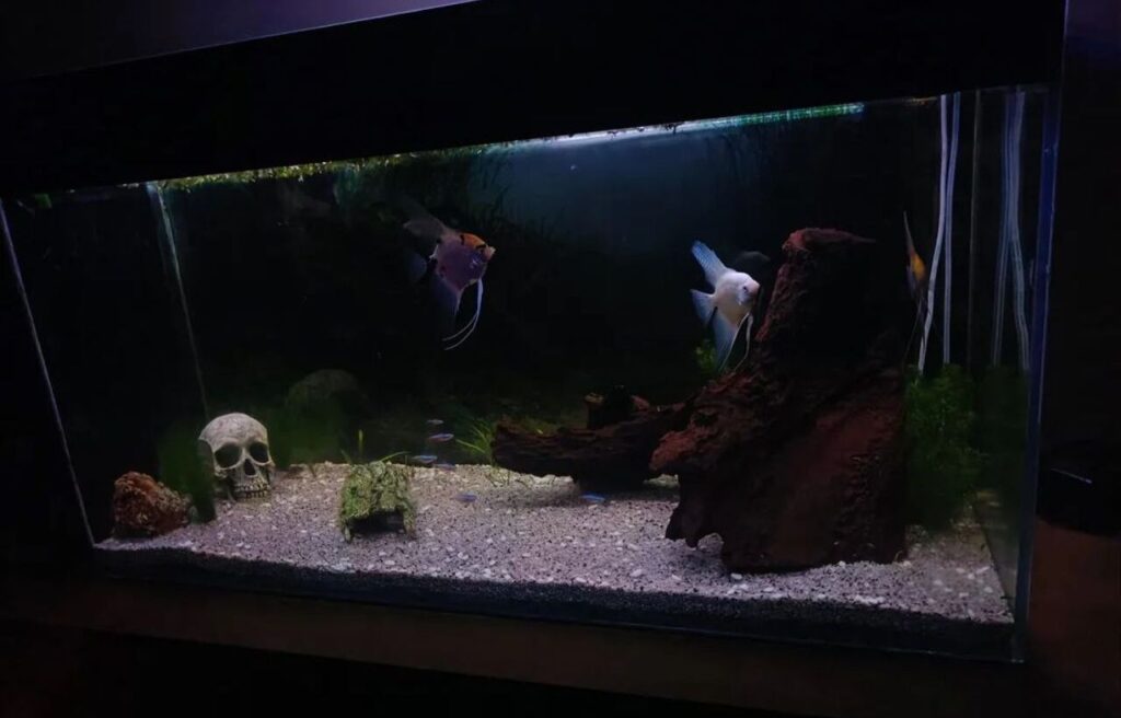 Dark aquarium with angelfish and skull decor.