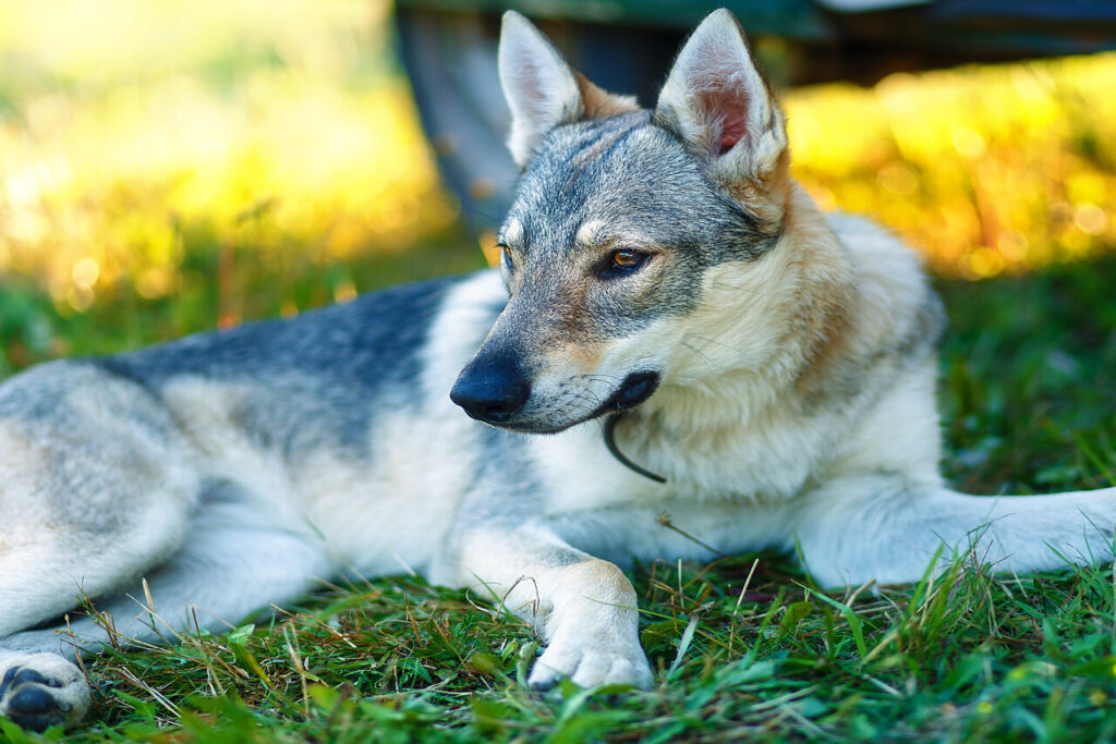 Wolf Dog