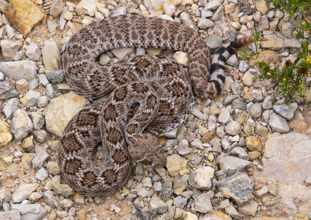 Texas Rattlesnake