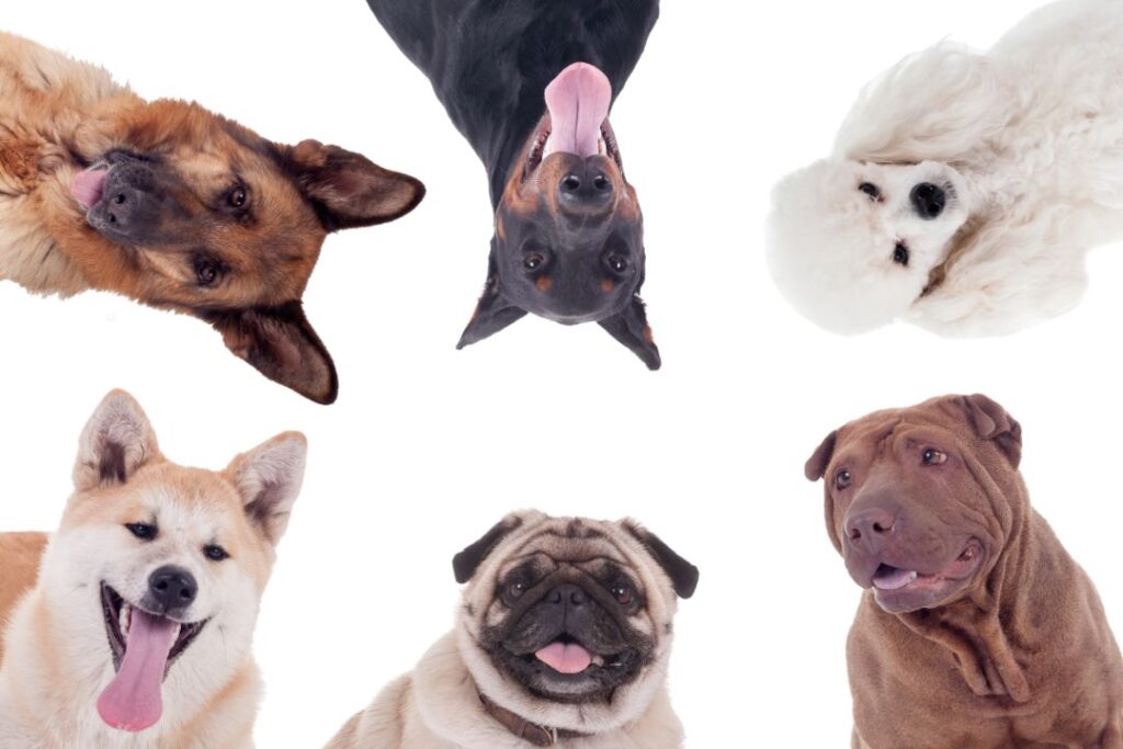 Dog Energy Levels Are Hardwired