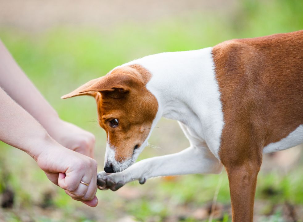 Dog which hand chellenge