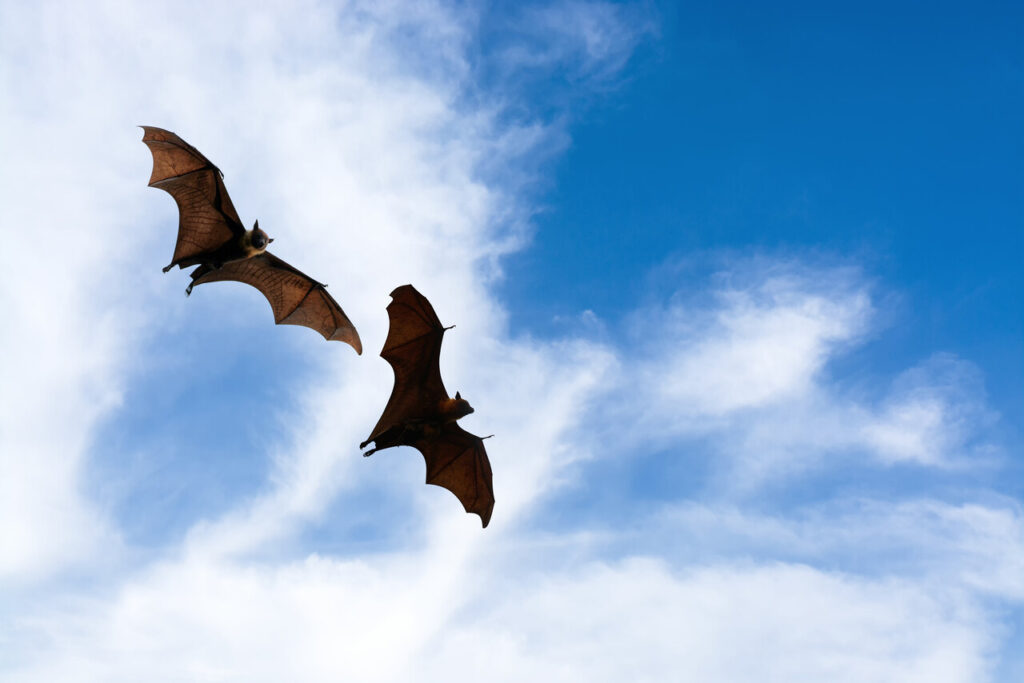 Bats are only mammals that can fly