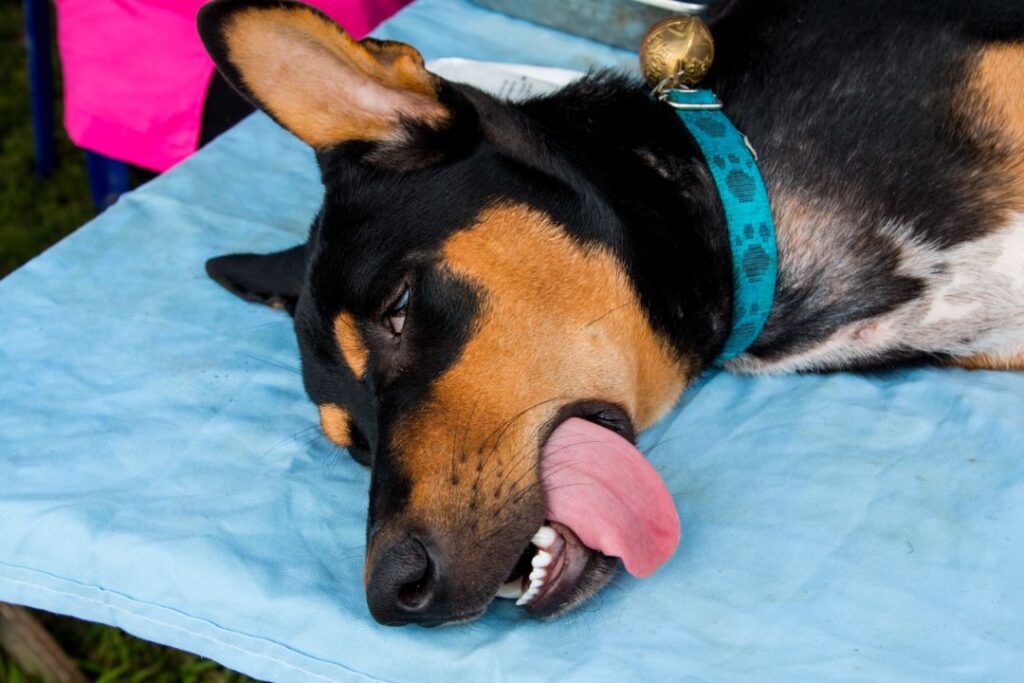 Spaying, Neutering, and Reproductive Health