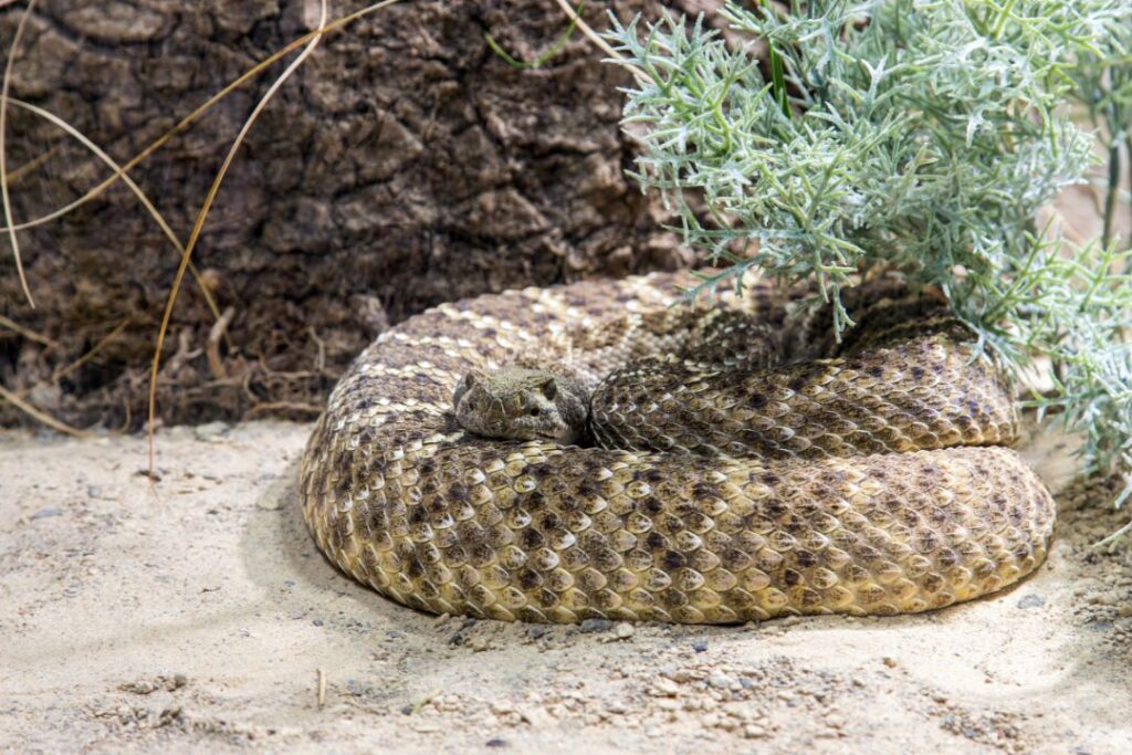 Texas Rattlesnake