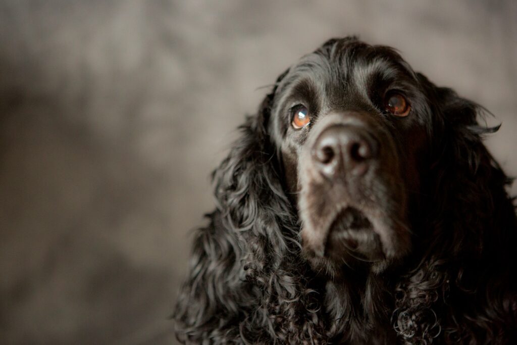 Cocker Spaniel
