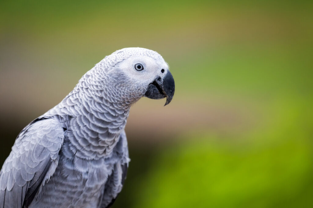 African Grey Parrot