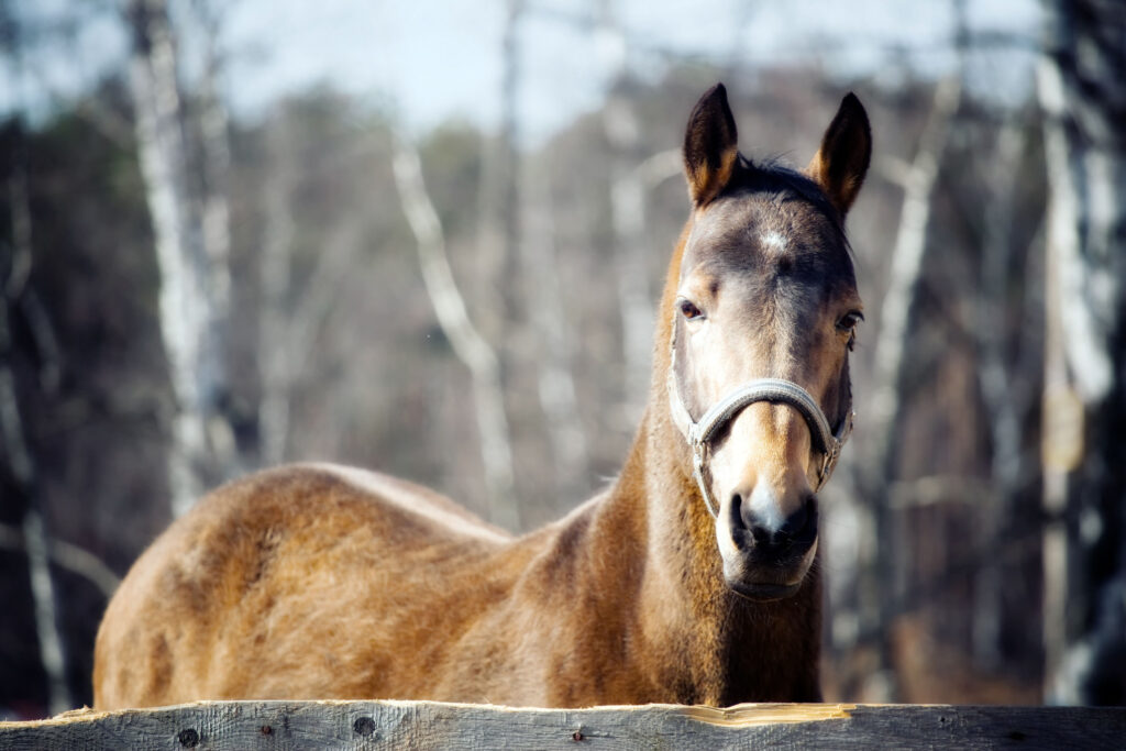 golden akhal teke
