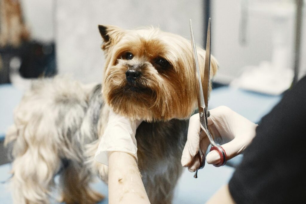 Dog getting groomed