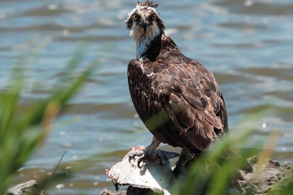 Big Osprey