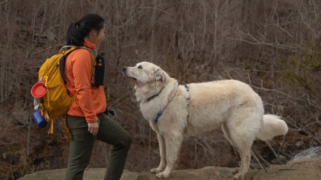 Dog hike at Shenandoah National Park