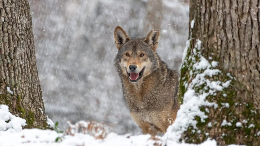 An alert Red wolf