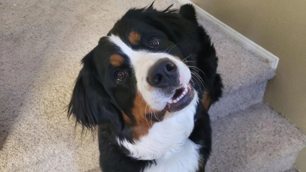 Bernese Mountain Dog