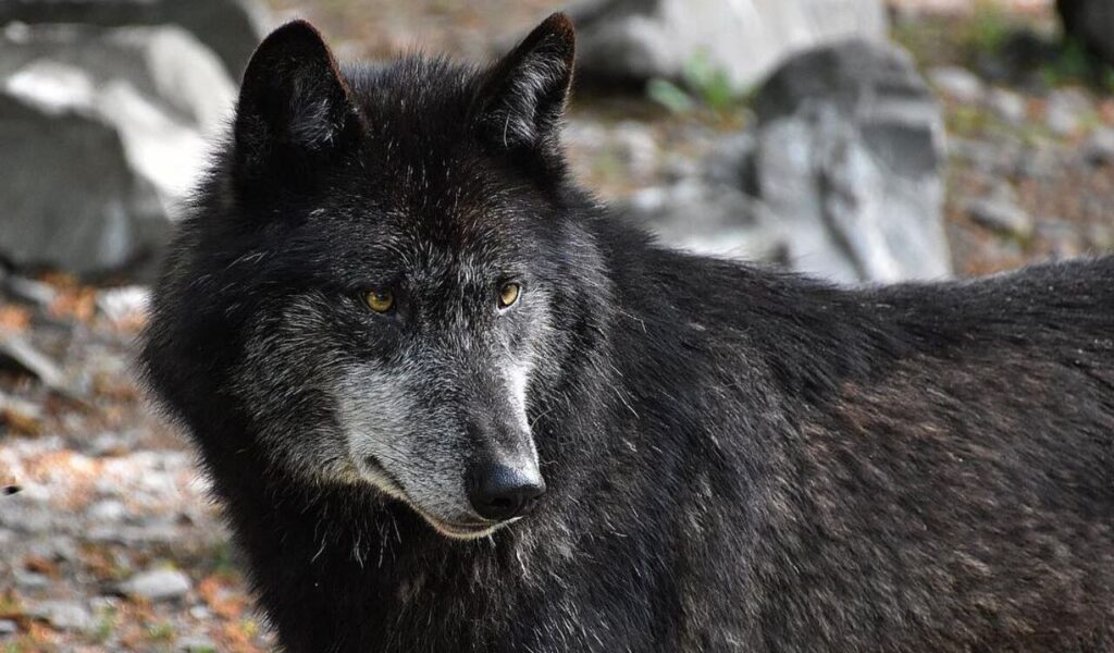 Black Northwestern Wolf looking to the side in a rocky forest area.