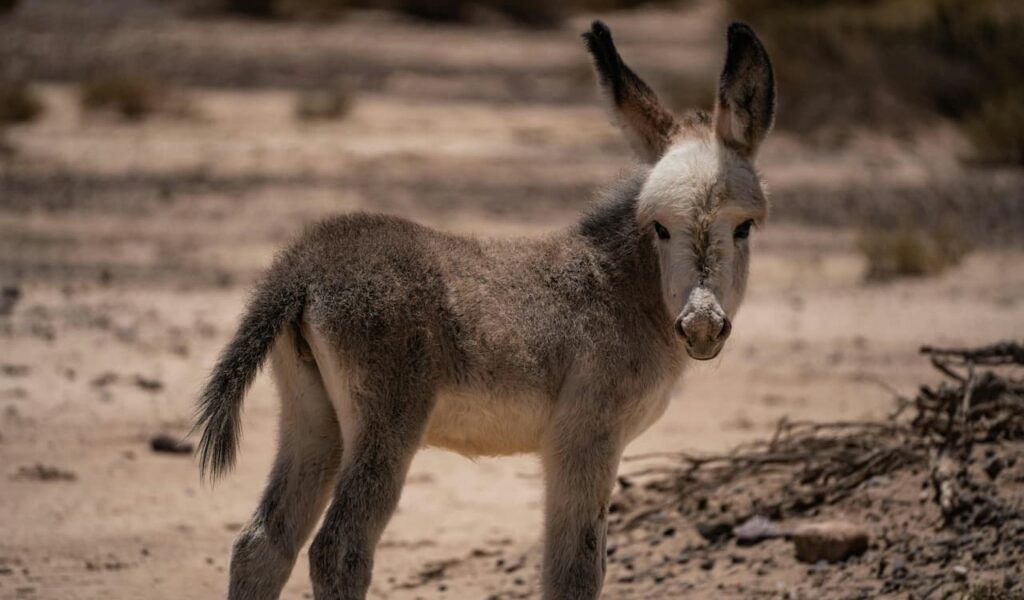 Young donkey standing on dry ground