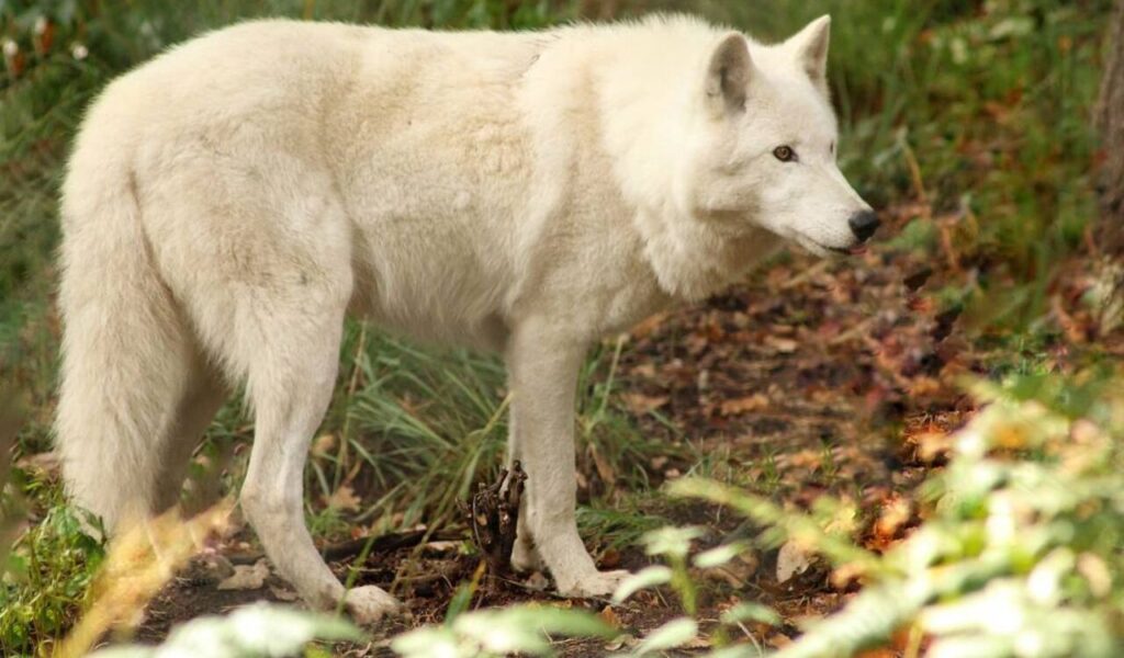 Tundra wolf with thick white fur standing alert in a forest clearing.
